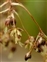 The Rush family, Juncaceae, Luzula sylvatica