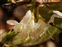 Perennial, Lonicera xylosteum