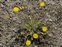 Flowering plants excl. Grasses, sedges and rushes., Leontodon saxatilis