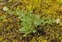 Brassicales, Lepidium heterophyllum