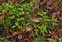 Flowering plants excl. Grasses, sedges and rushes., Ludwigia palustris