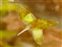 Plant, Lemna trisulca