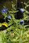 Taxonomic plant kingdom, Lysimachia foemina