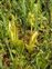 Leaf, Liparis loeselii