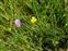 Wild-growing plants and fungi of the British Isles, Lathyrus linifolius