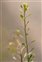 Taxonomic plant kingdom, Lepidium ruderale