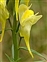Pembrokeshire, Linaria vulgaris