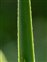 Leaf; margin, Leucojum aestivum