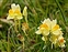 North Somerset, Linaria vulgaris