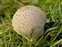 Lycoperdon, Lycoperdon perlatum