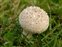 Wild-growing plants and fungi of the British Isles, Lycoperdon perlatum