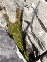 Mountain Melick