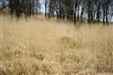 Molinia caerulea
