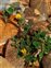 Plant, Medicago littoralis