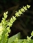 The Spurge family, Euphorbiaceae, Mercurialis perennis