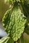 Leaf, Marrubium vulgare