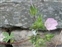 Taxonomic plant kingdom, Malva setigera