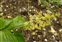 Monocots, Maianthemum racemosum