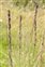 Grasses, sedges and rushes, Molinia caerulea