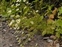 Habitat, Matricaria chamomilla