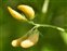 Breconshire, Medicago arabica