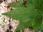 Leaf, Melittis melissophyllum