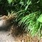 Grasses, sedges and rushes, Melica uniflora