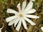 Eu-dicots, Magnolia stellata