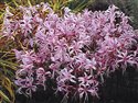 Nerine bowdenii