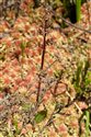 Neottia cordata