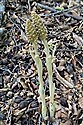 Bird's-nest Orchid (guest image)
