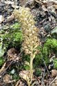 Bird's-nest Orchid (guest image)
