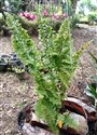 Nephrolepis exaltata