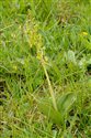 Neottia ovata