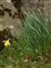 The Daffodil family, Amaryllidaceae, Narcissus macrolobus