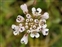 Flower, Noccaea caerulescens