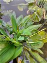 Orontium aquaticum