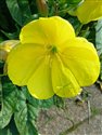 Large-flowered Evening-primrose (guest image)