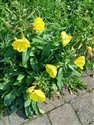 Oenothera glazioviana
