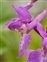 Orchis, Orchis mascula