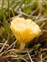 Fungi and Lichens, Omphalina ericetorum