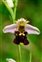 Flower, Ophrys fuciflora