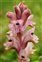 Guest items, Orobanche caryophyllacea
