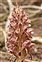 Wild-growing plants and fungi of the British Isles, Orobanche rapum-genistae