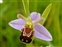 Monocots, Ophrys apifera