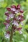The Orchid family, Orchidaceae, Orchis purpurea
