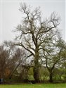 Populus nigra