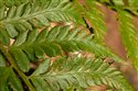 Polystichum aculeatum