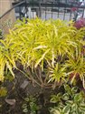 Polyscias fruticosa