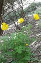 Papaver cambricum